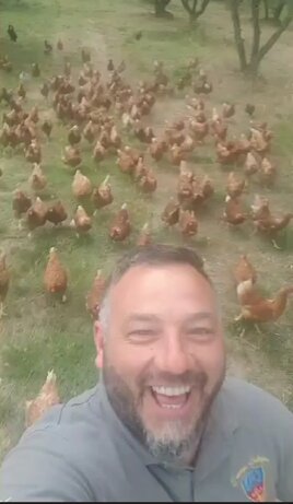 Decine di galline che razzolano libere nel prato